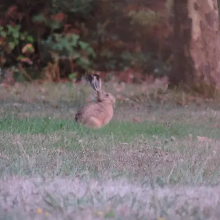 Bed & Breakfast D'hotes Domaine De La Jonquiere, Bouloire